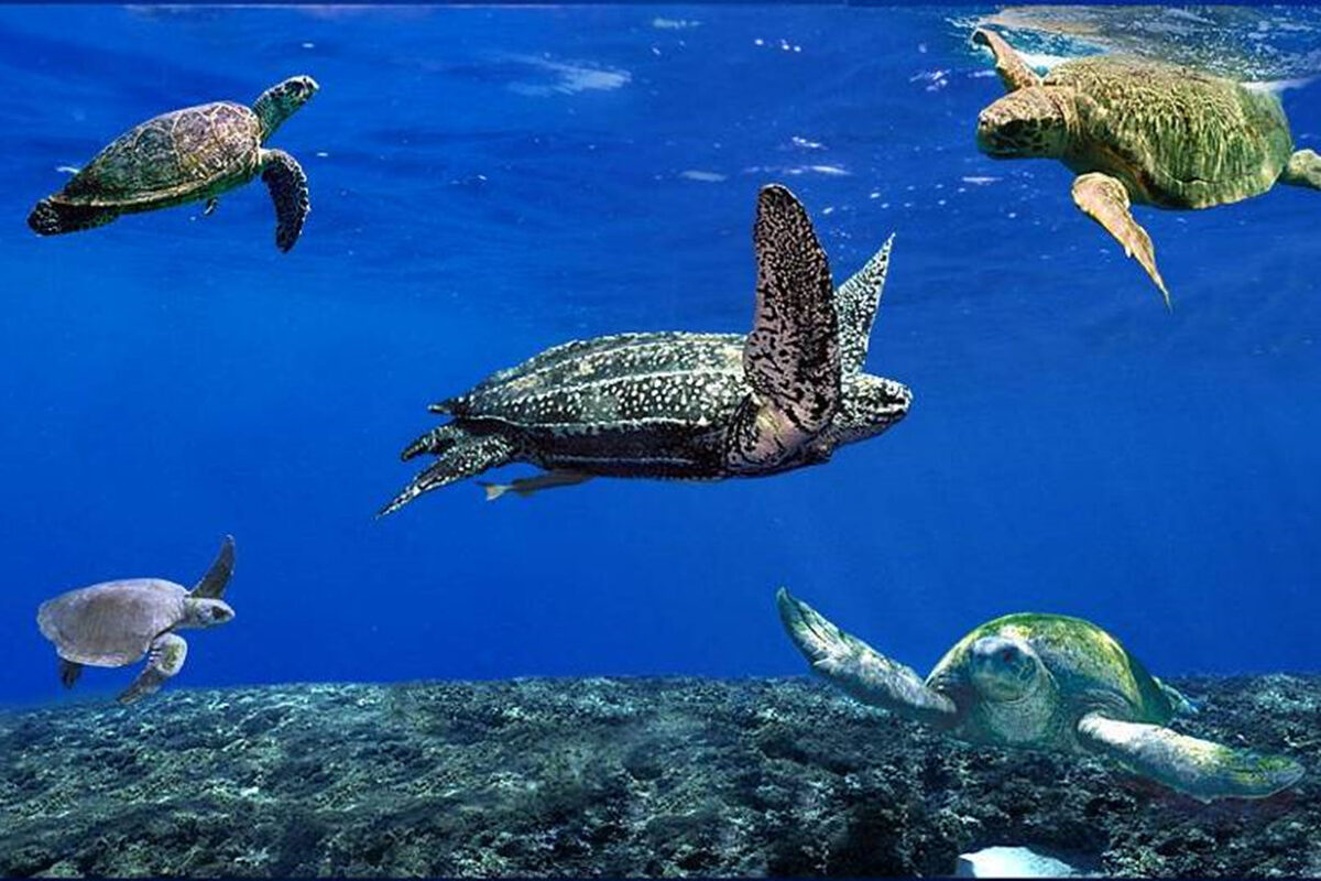 Tartarugas marinhas